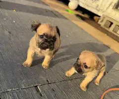 2025 baby Bugg puppies for sale