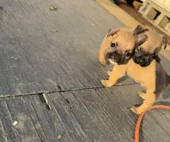 2025 baby Bugg puppies for sale
