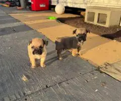2025 baby Bugg puppies for sale