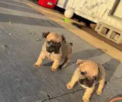 2025 baby Bugg puppies for sale