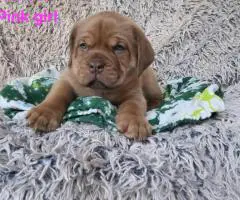 Dogue de Bordeaux pups