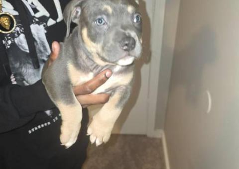 ABKC Pocket Bully Puppies for Sale