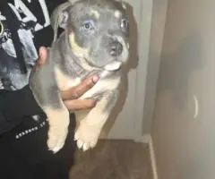 ABKC Pocket Bully Puppies for Sale