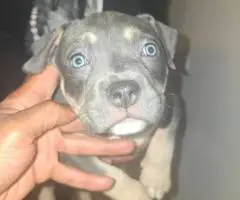 ABKC Pocket Bully Puppies for Sale