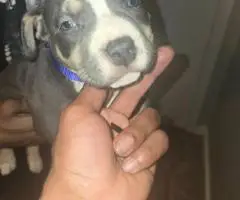 ABKC Pocket Bully Puppies for Sale