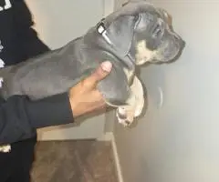 ABKC Pocket Bully Puppies for Sale
