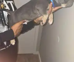 ABKC Pocket Bully Puppies for Sale