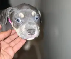 ABKC Pocket Bully Puppies for Sale