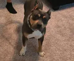 ABKC Pocket Bully Puppies for Sale