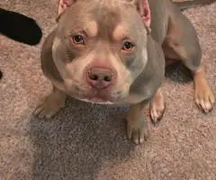 ABKC Pocket Bully Puppies for Sale