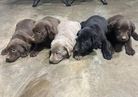 AKC silver and chocolate Lab puppies