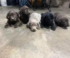 AKC silver and chocolate Lab puppies