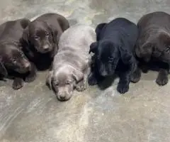 AKC silver and chocolate Lab puppies