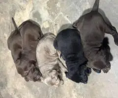 AKC silver and chocolate Lab puppies