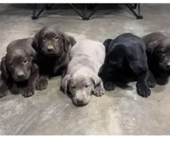 AKC silver and chocolate Lab puppies