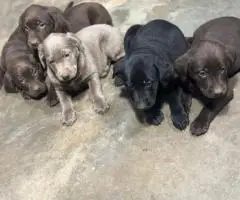 AKC silver and chocolate Lab puppies