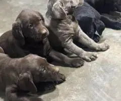 AKC silver and chocolate Lab puppies