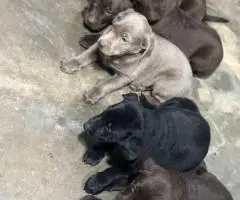 AKC silver and chocolate Lab puppies