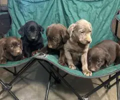 AKC silver and chocolate Lab puppies
