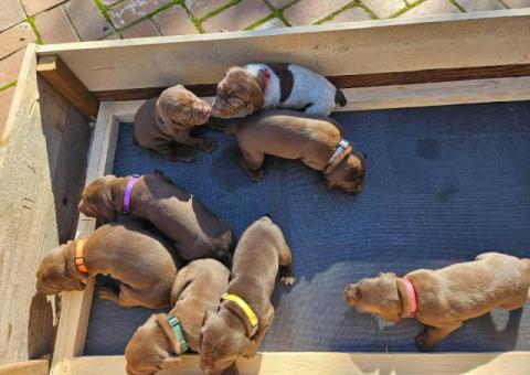 AKC purebred GSP puppies for sale
