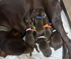 AKC purebred GSP puppies for sale