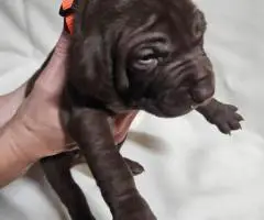 AKC purebred GSP puppies for sale