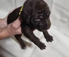AKC purebred GSP puppies for sale