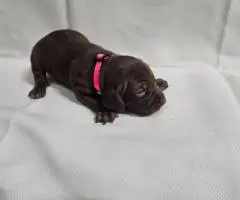 AKC purebred GSP puppies for sale