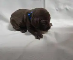 AKC purebred GSP puppies for sale