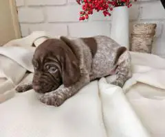 AKC purebred GSP puppies for sale