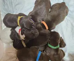 AKC purebred GSP puppies for sale