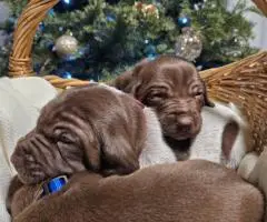 AKC purebred GSP puppies for sale