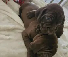 AKC purebred GSP puppies for sale