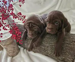 AKC purebred GSP puppies for sale