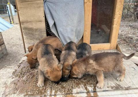6 Purebred German Shepherd puppies for sale