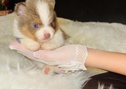 Stunning Purebred Registerable Lavender & White Pomeranian Boy