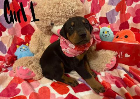 Purebred Doberman puppies for Valentine’s Day