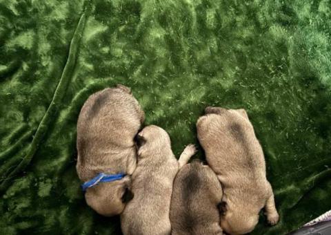 4 registered Pug puppies for sale
