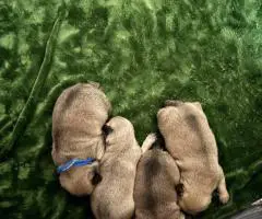 4 registered Pug puppies for sale