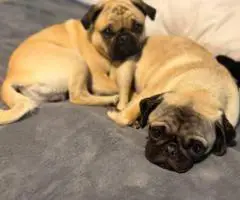 4 registered Pug puppies for sale