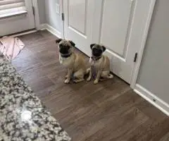 4 registered Pug puppies for sale