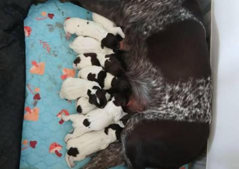 Purebred German Shorthaired pointers