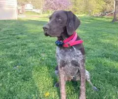 Purebred German Shorthaired pointers