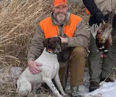 Purebred German Shorthaired pointers