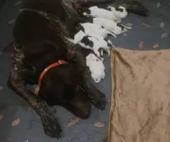 Purebred German Shorthaired pointers