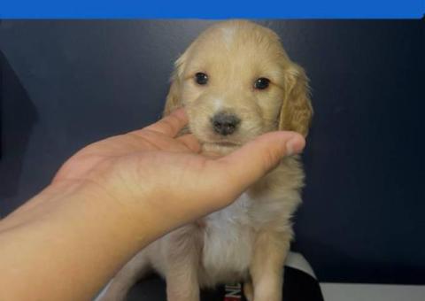 Golden Retriever Puppies Available