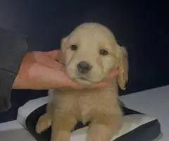 Golden Retriever Puppies Available