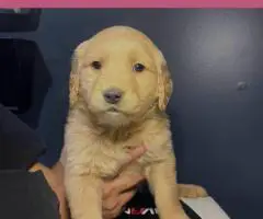 Golden Retriever Puppies Available