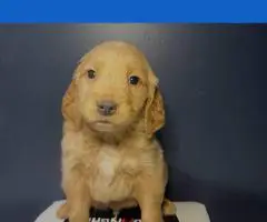 Golden Retriever Puppies Available