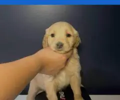 Golden Retriever Puppies Available